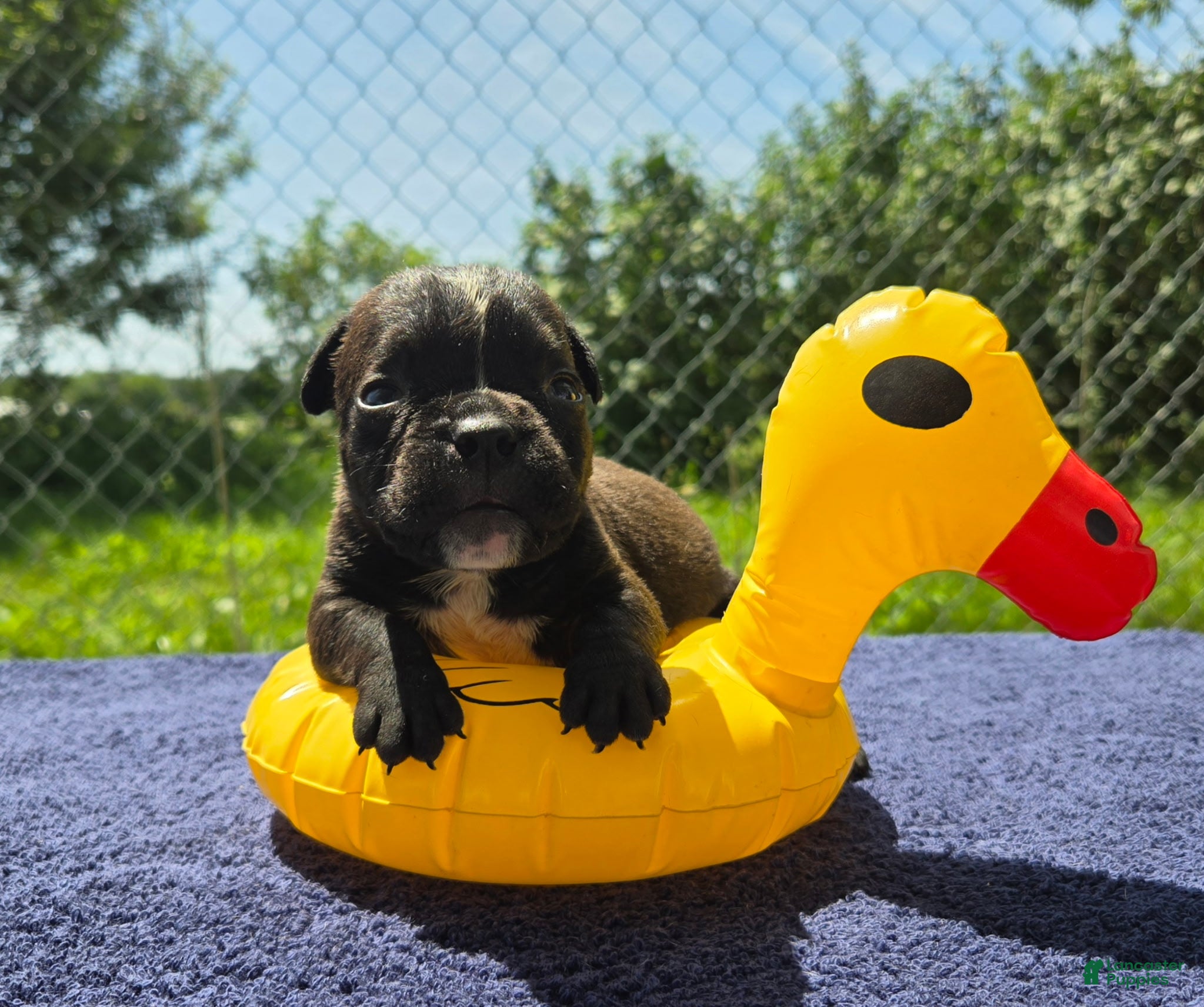 Olde English Bulldogge dogs Buzz - Ad 1