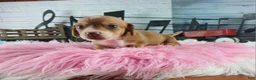 Dachshund dogs for sale: Nationwide delivery. Sugar pies red and white girl - Ad 9