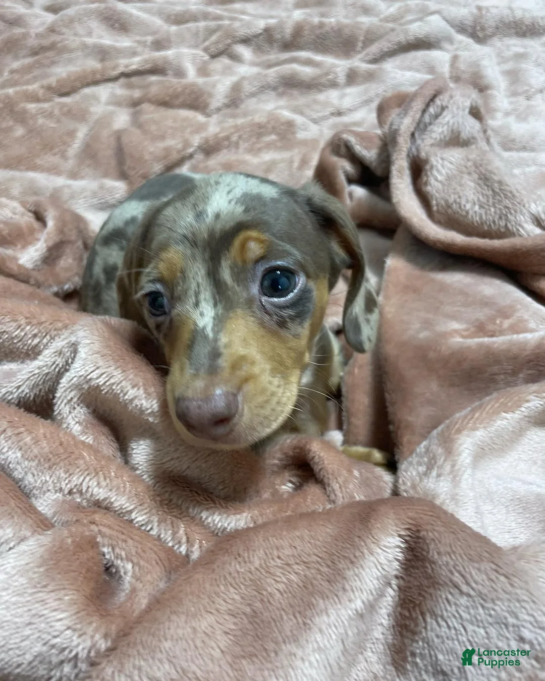 Miniature Dachshund dogs for sale: Miniature Dachshund Puppy 1 - Ad 2