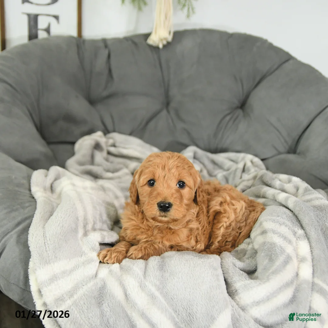 Mini Goldendoodle dogs for sale: Archer - Ad 3