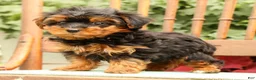 Morkie dogs for sale: Dawn - Ad 5