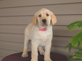 Labrador Retriever dogs Sweetie - Ad 29