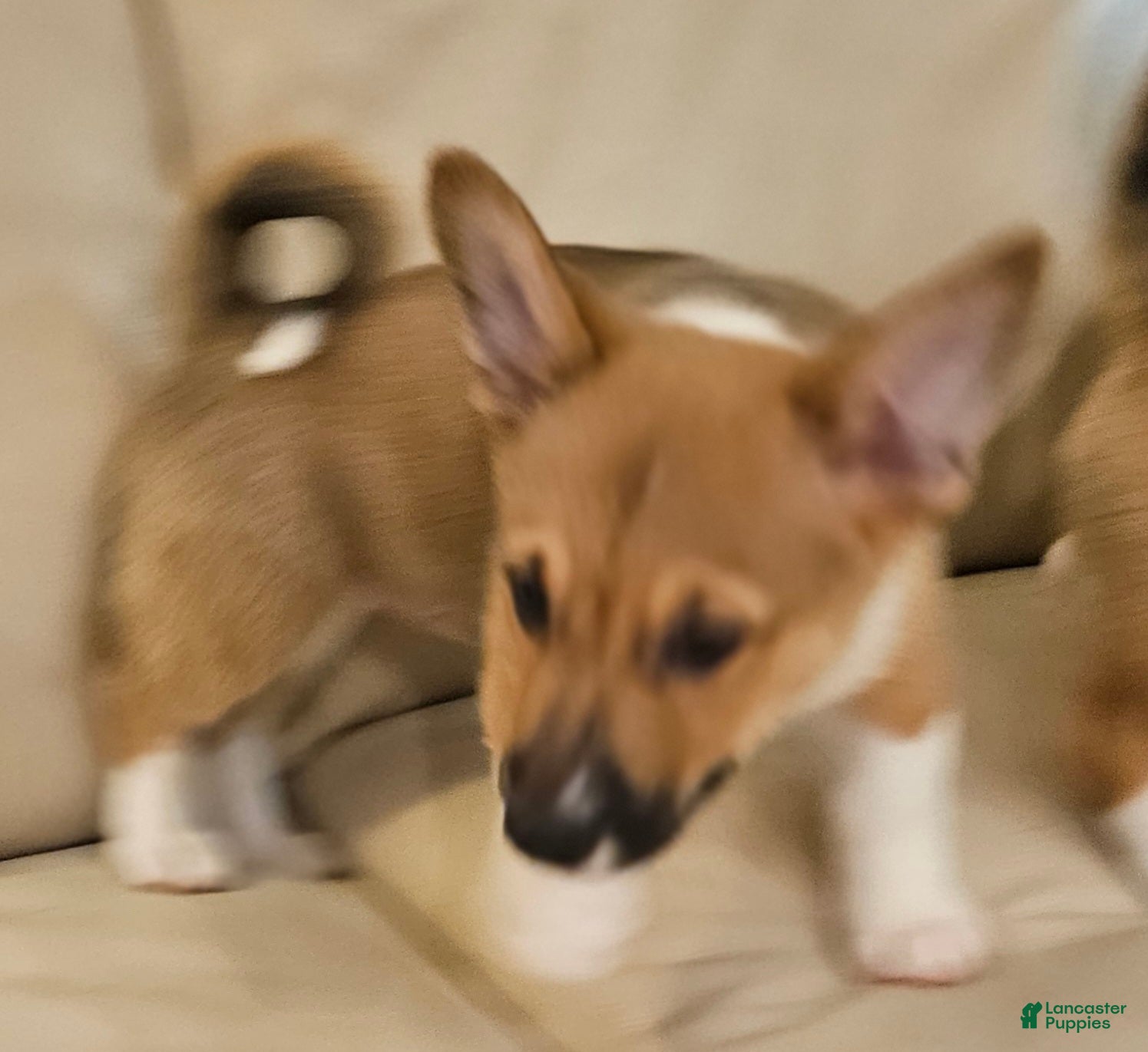 Mixed Breed dogs Rocky Balboa - Ad 2