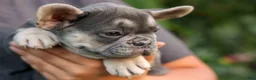 French Bulldog dogs for sale:  Flora Jane 🩷 - Ad 6