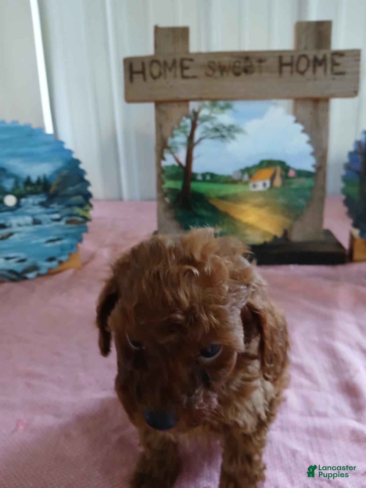 Miniature Poodle dogs for sale: Tilly - Ad 1