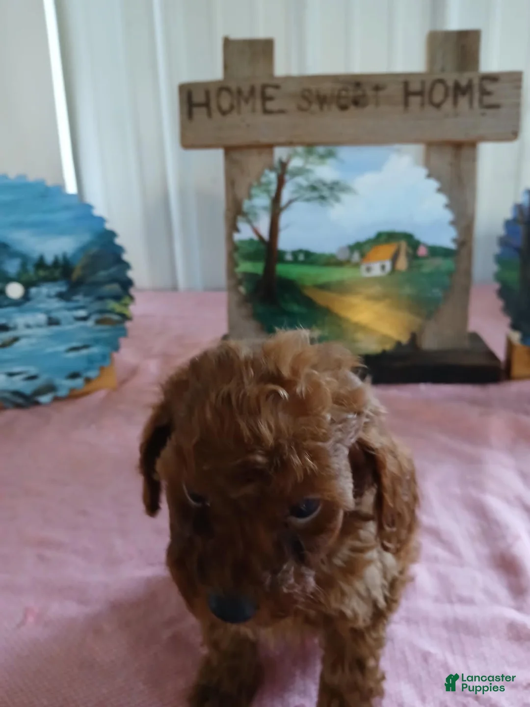 Miniature Poodle dogs for sale: Tilly - Ad 1