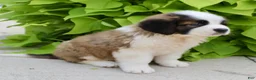 Saint Bernard dogs for sale: Hannah - Ad 4