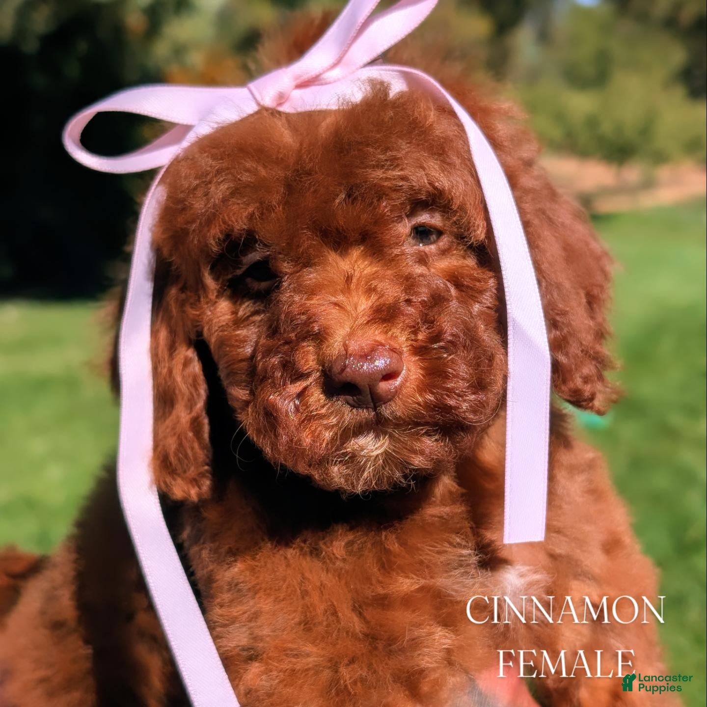 Mini Goldendoodle dogs for sale: CINNAMON  - Ad 1