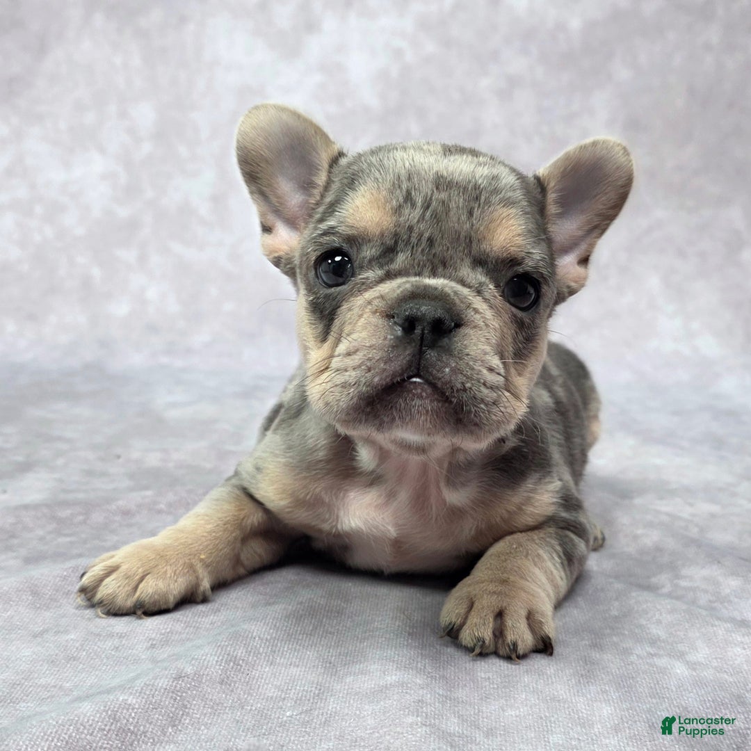 French Bulldog dogs for sale: Romeo - Ad 5
