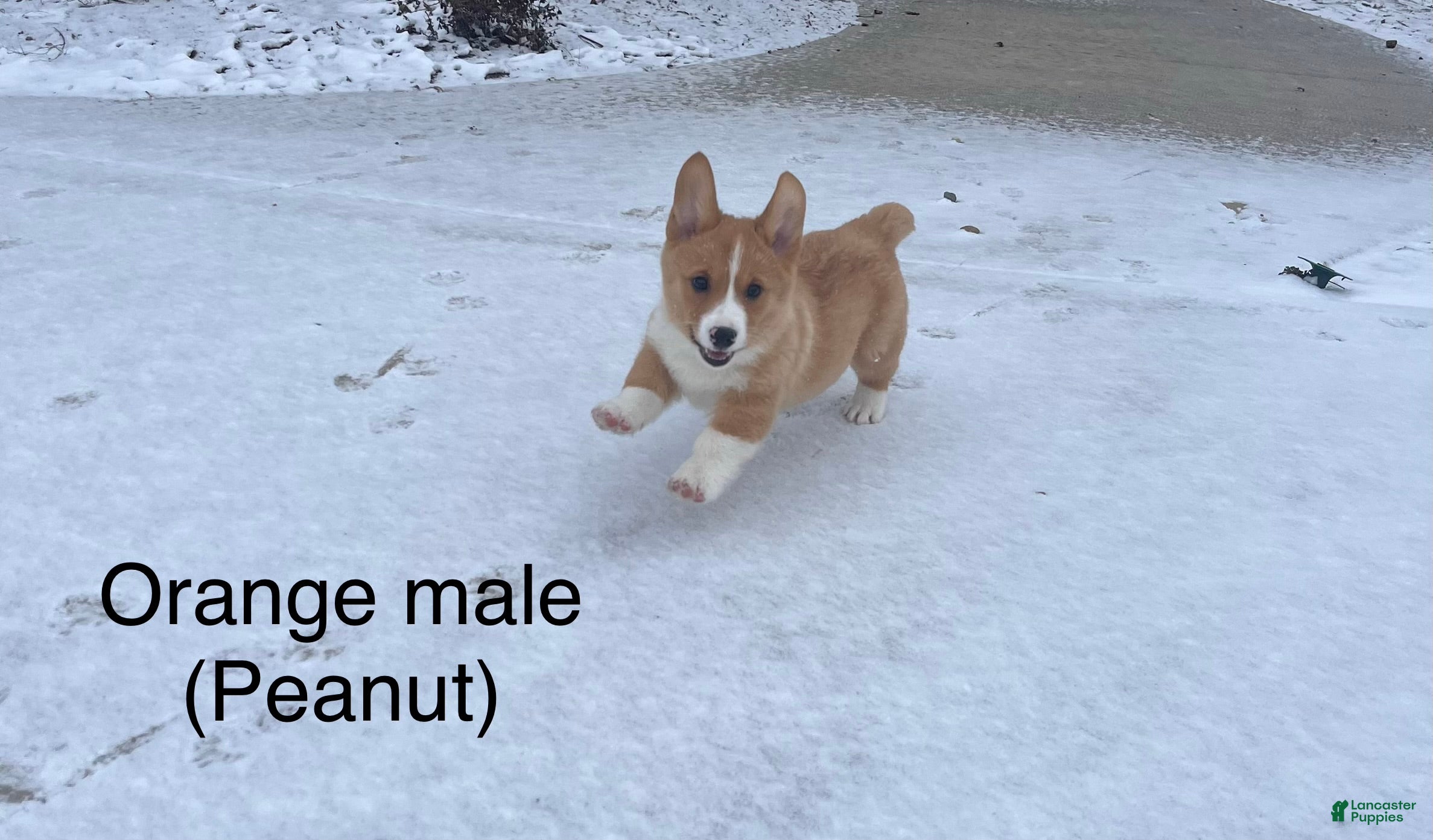 Welsh Corgi Pembroke dogs Welsh Corgi Pembroke Puppy 1 - Ad 4