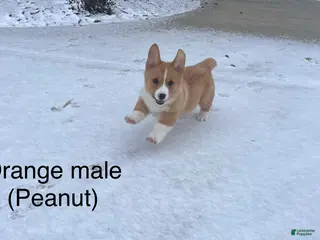 Welsh Corgi Pembroke dogs Welsh Corgi Pembroke Puppy 1 - Ad 4