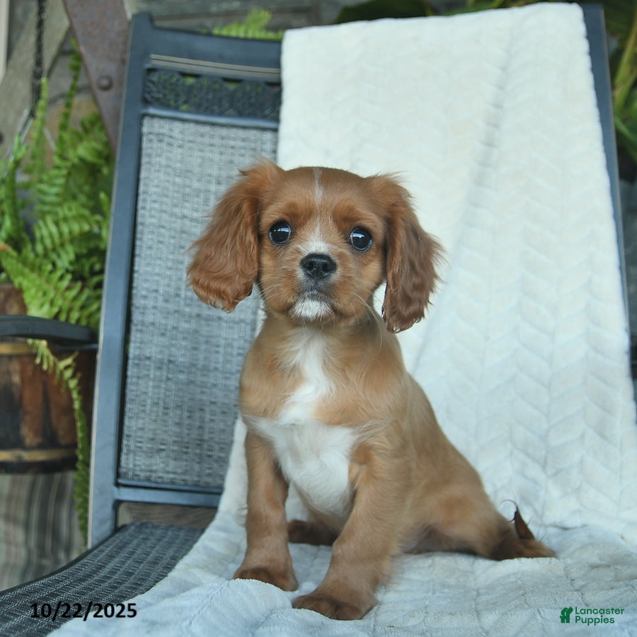 Cavalier King Charles Spaniel dogs Thomas - Ad 16