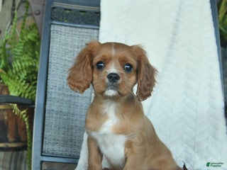 Cavalier King Charles Spaniel dogs Thomas - Ad 31