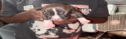 Mixed Breed dogs for sale: Mixed Breed 1 - Ad 1