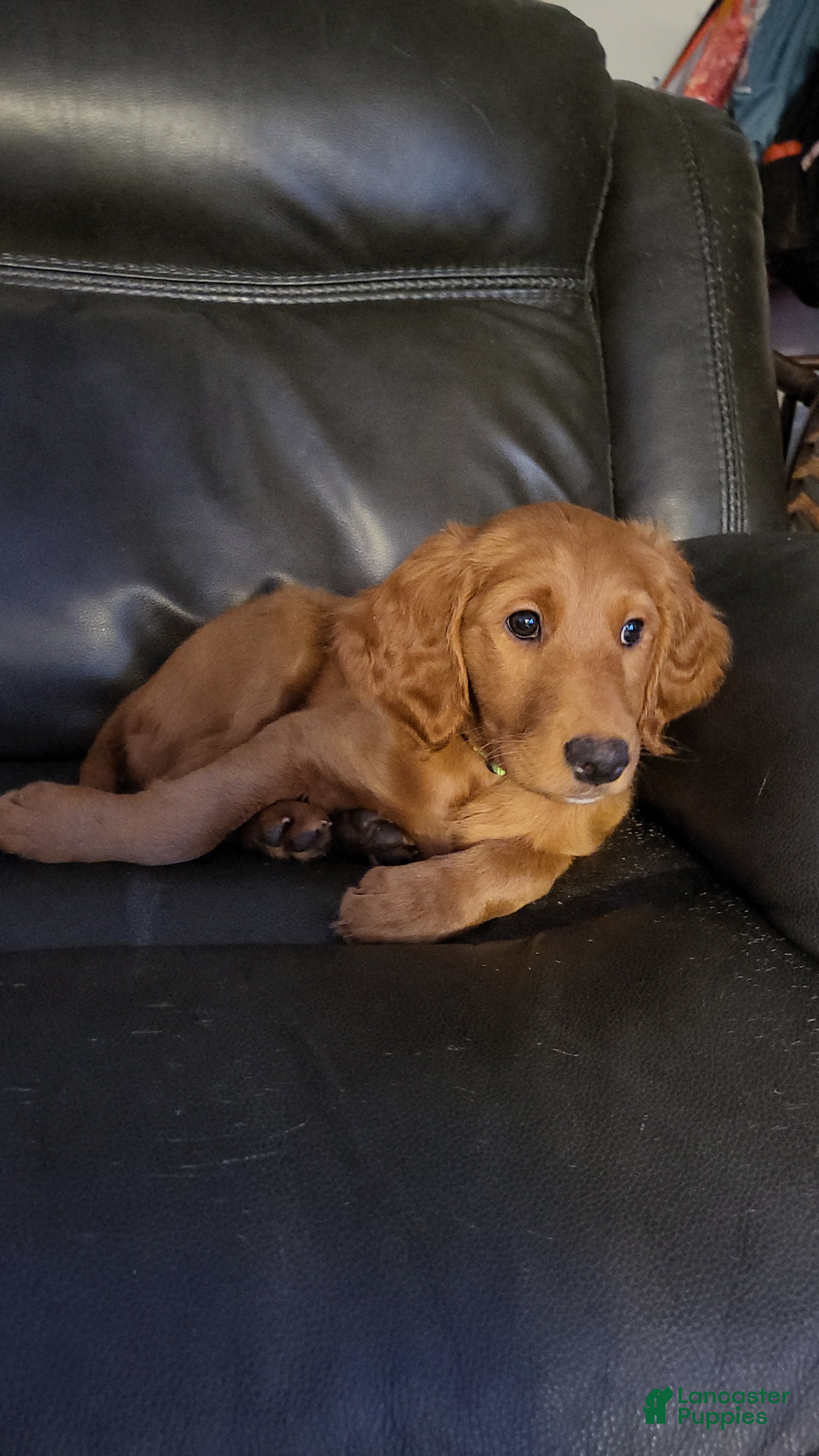 Mixed Breed dogs Lily - Irish Goldendoodle - Ad 1