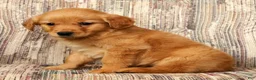 Golden Retriever dogs for sale: Goldie - Ad 7