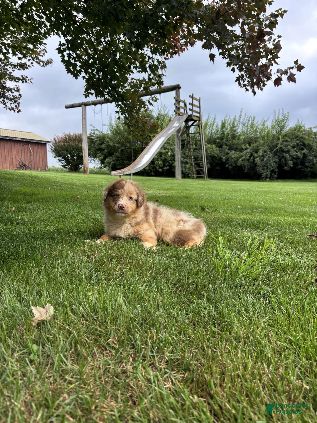 Australian Shepherd dogs for sale: Bucky - Ad 3