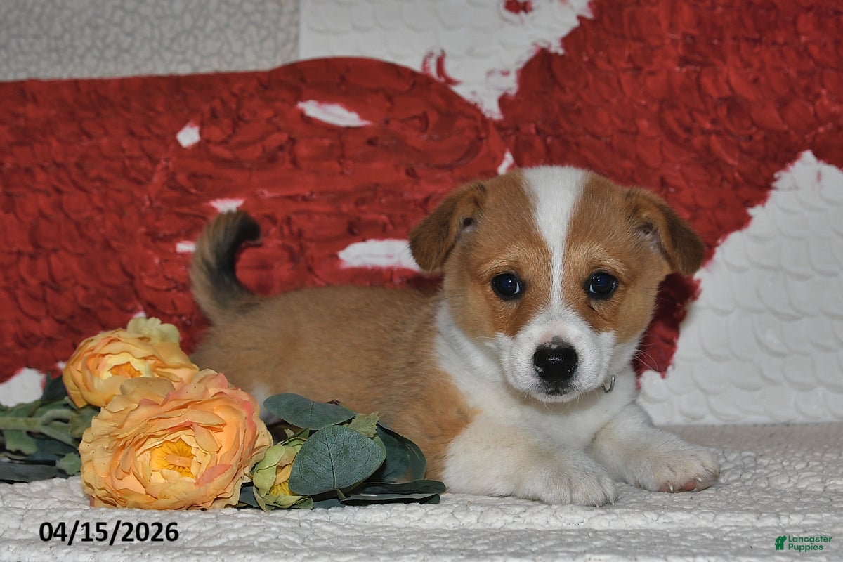 Welsh Corgi Pembroke dogs Juliet - Ad 1