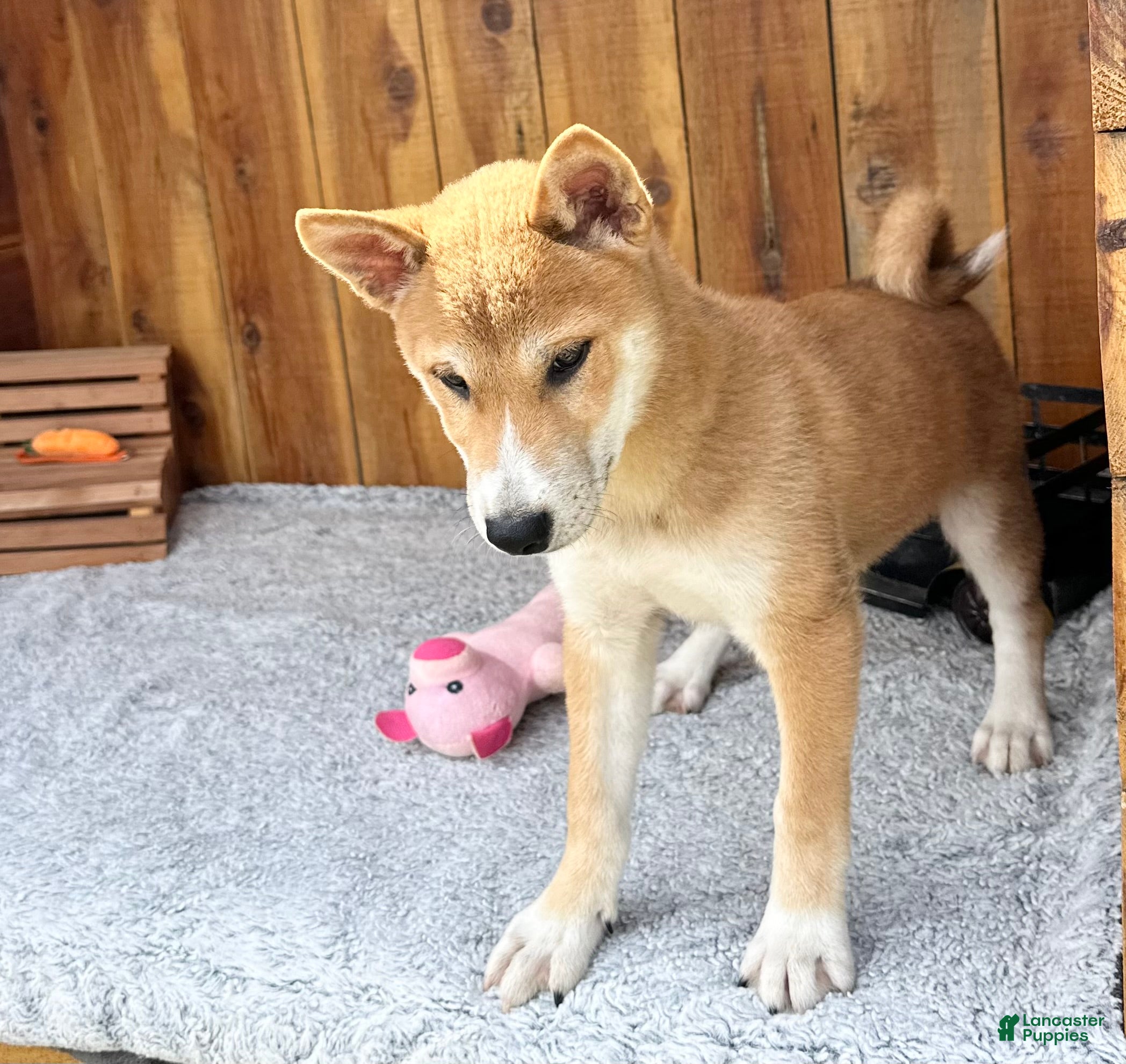 Shiba Inu dogs for sale: Shiba Inu Puppy 4 - Ad 1