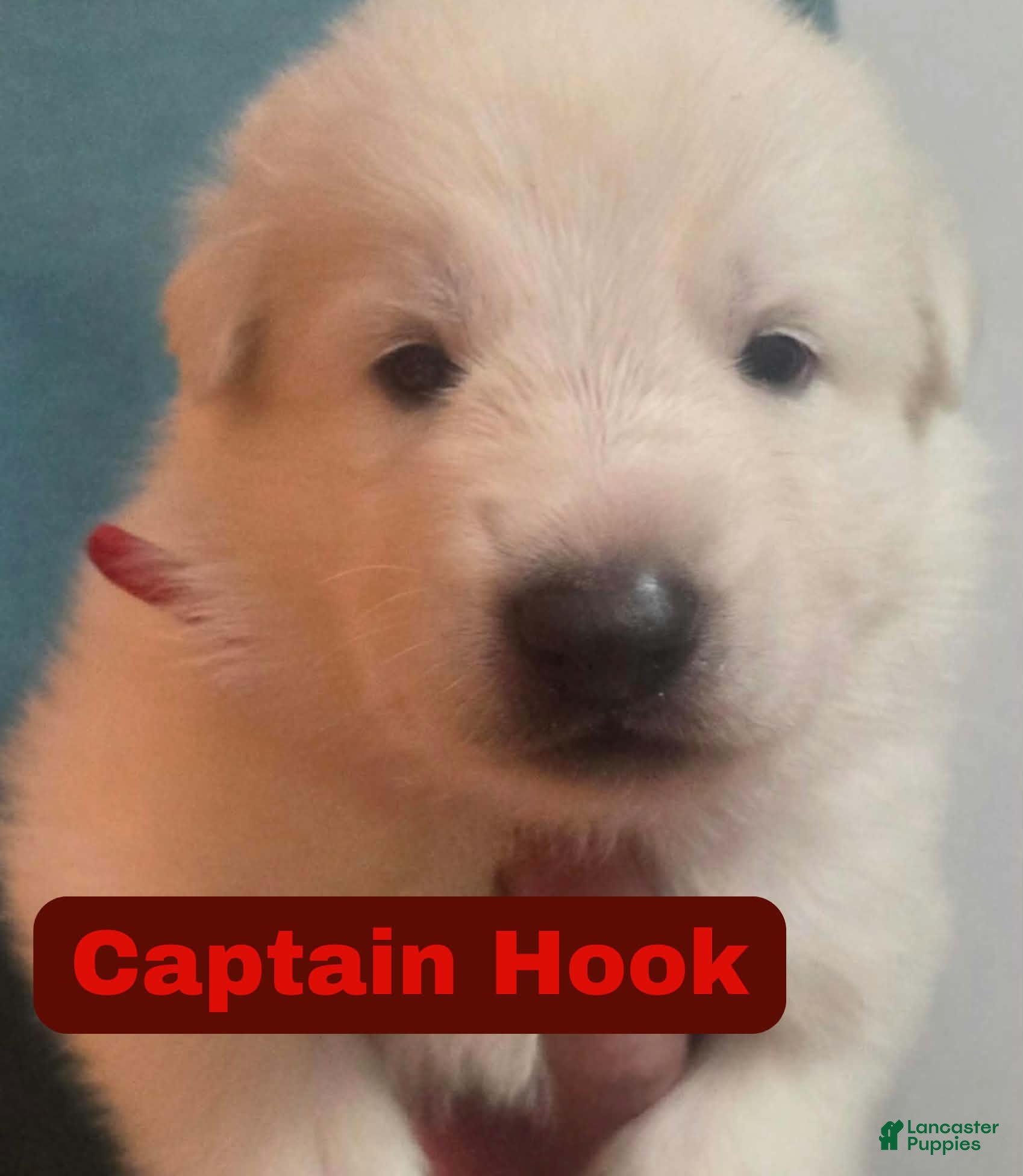 German Shepherd dogs Captain Hook - Ad 3