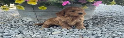 Mini Goldendoodle dogs for sale: Miles Mini Goldendoodle  - Ad 5