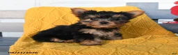 Yorkshire Terrier dogs for sale: Little Girl - Ad 3