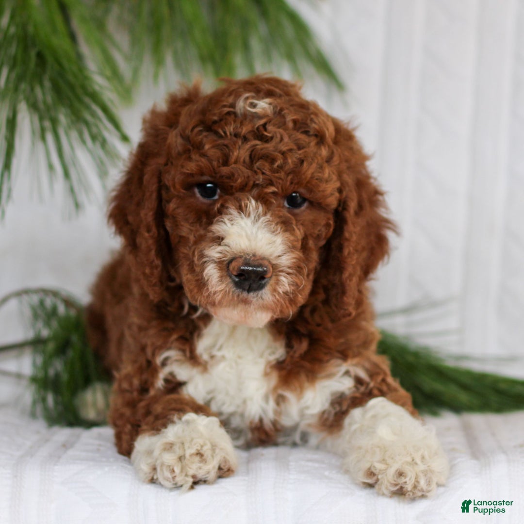 Mini Goldendoodle dogs for sale: Cocoa  - Ad 1