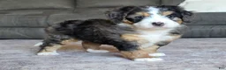 Mini Bernedoodle dogs for sale: Mini Bentley  - Ad 20