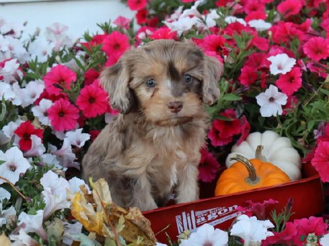Cavapoo dogs Celine  - Ad 1