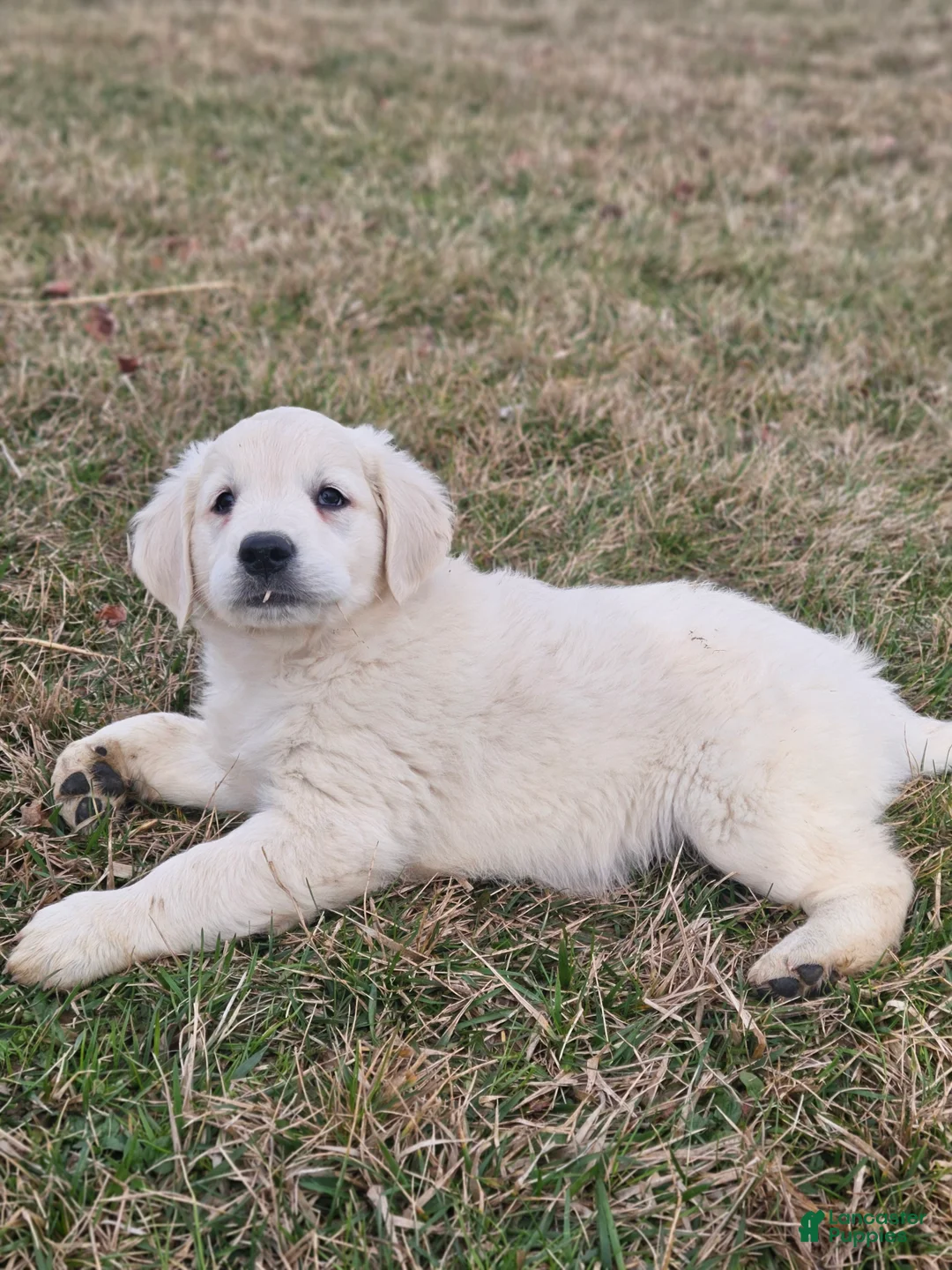 Golden Retriever dogs for sale: Remmy - Ad 2