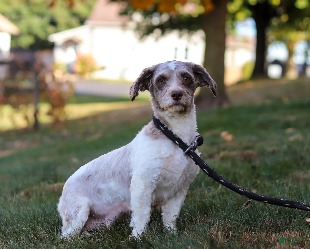 Havapoo dogs for sale: Zuma - Ad 8