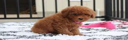 Bichpoo dogs for sale: Trixie - Ad 16