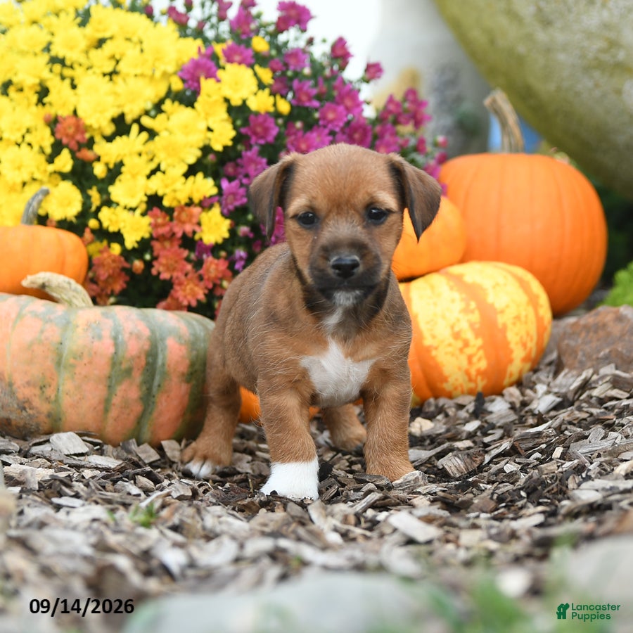 Mixed Breed dogs Dexter - Ad 1