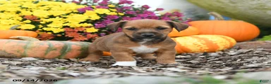Dexter