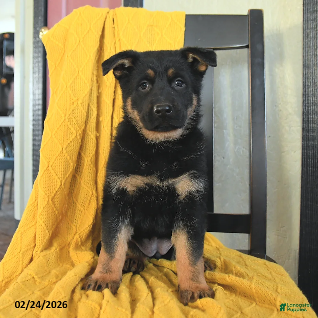 German Shepherd dogs for sale: Georgia - Ad 5