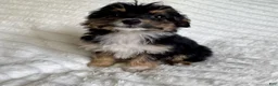 Mixed Breed dogs for sale: Ariel  - Ad 2