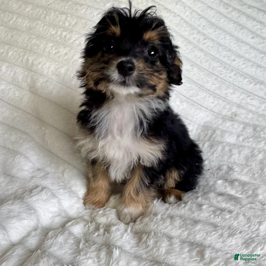 Mixed Breed dogs for sale: Ariel  - Ad 2