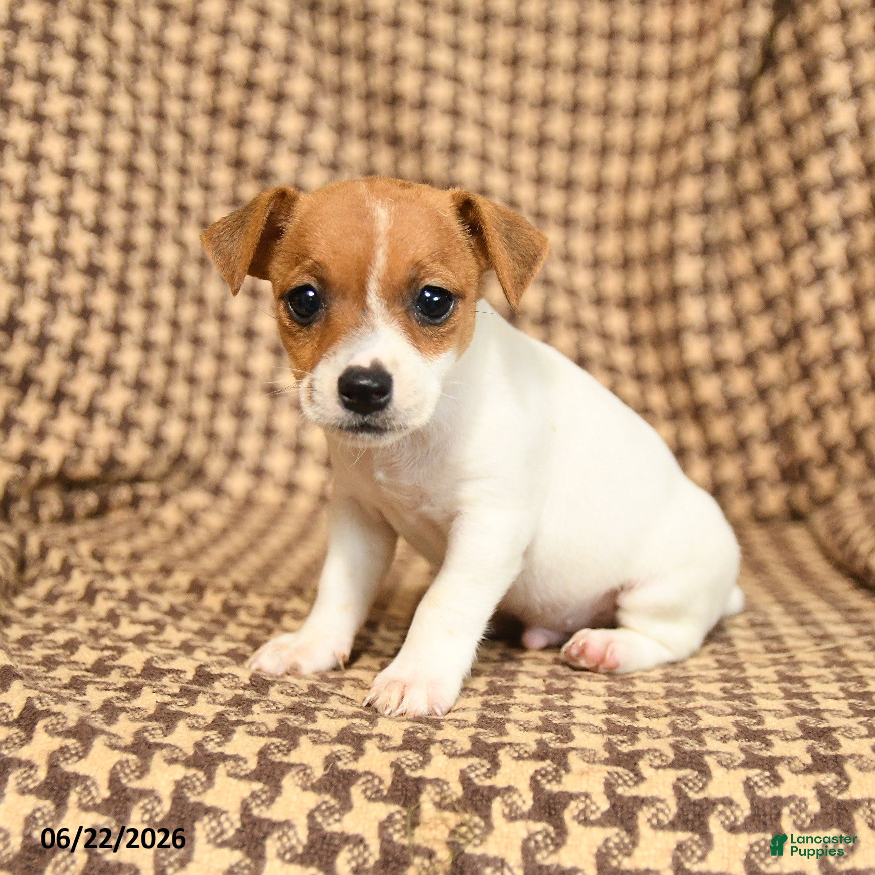 Jack Russell Terrier dogs Rascal - Ad 1
