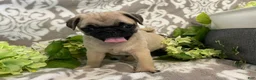 Pug dogs for sale: Ranger - Ad 6