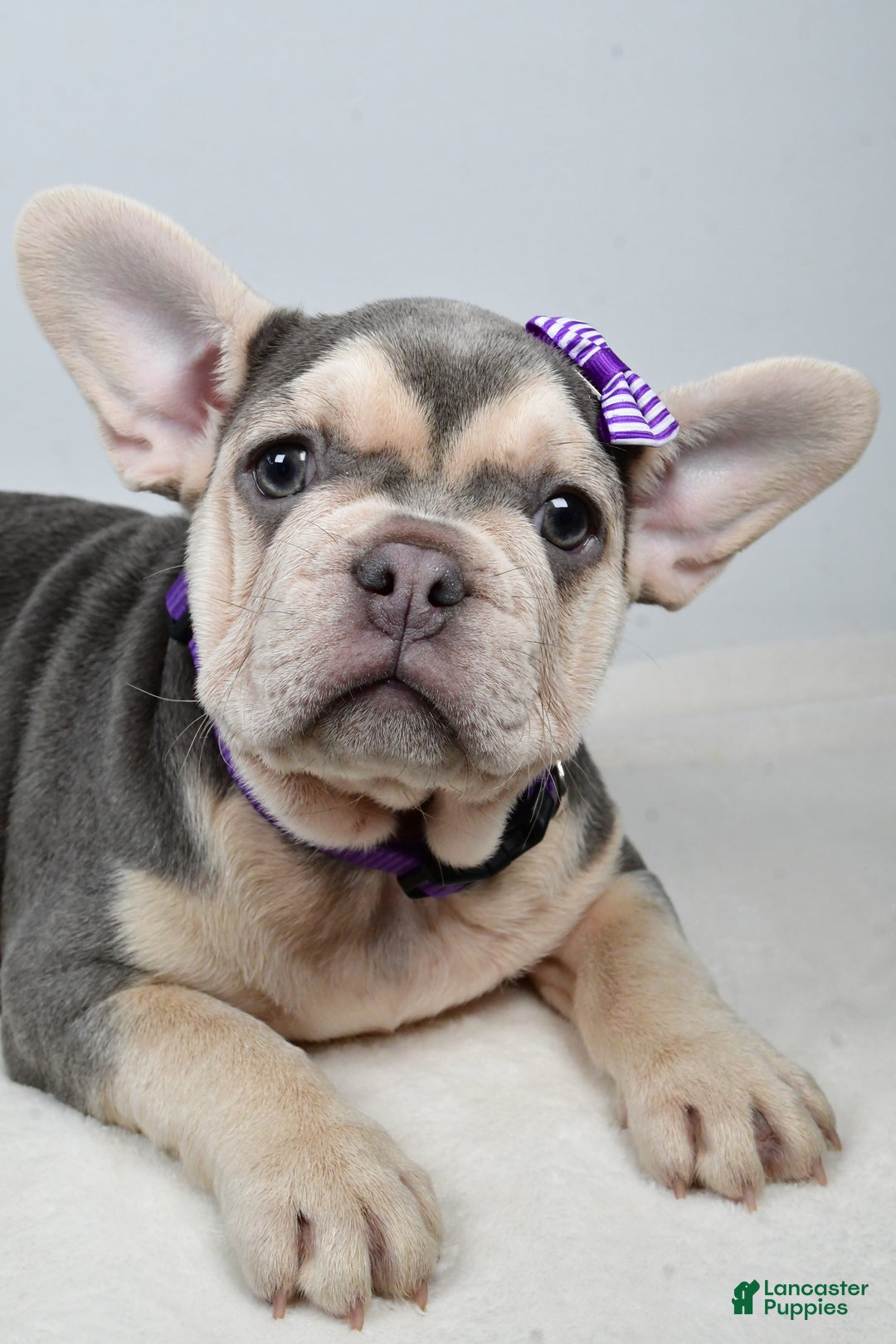 French Bulldog dogs for sale: Chloe  - Ad 2