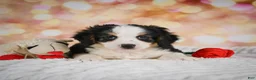 Mini Bernedoodle dogs for sale: Misty - Ad 12