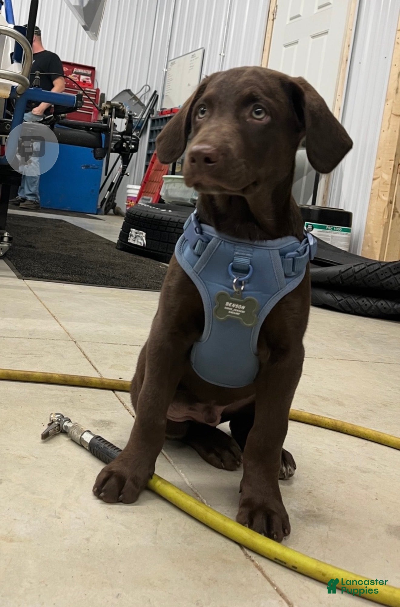 Labradoodle dogs Benson - Ad 27