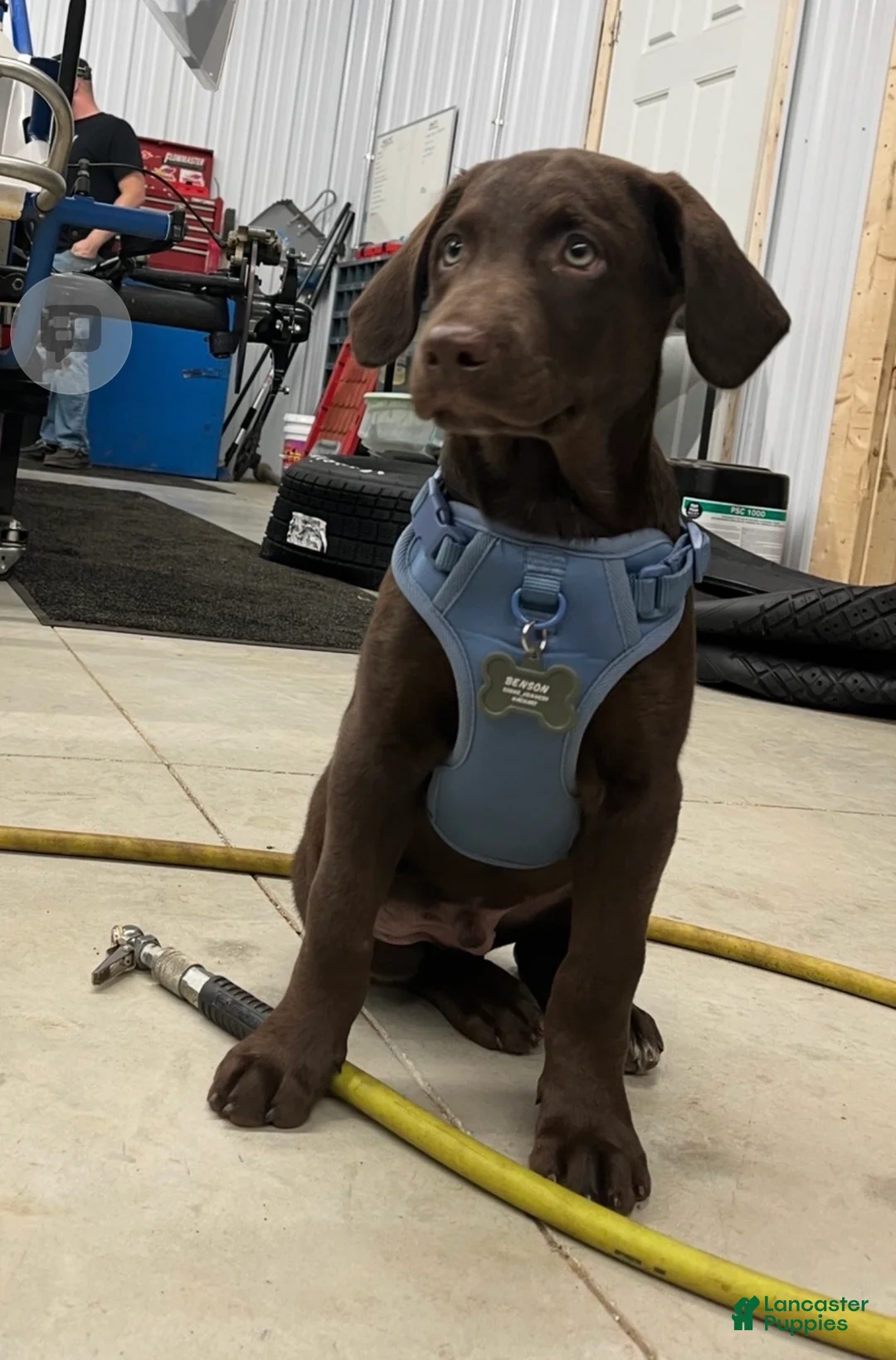 Labradoodle dogs for sale: Benson - Ad 1