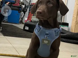 Labradoodle dogs Benson - Ad 27