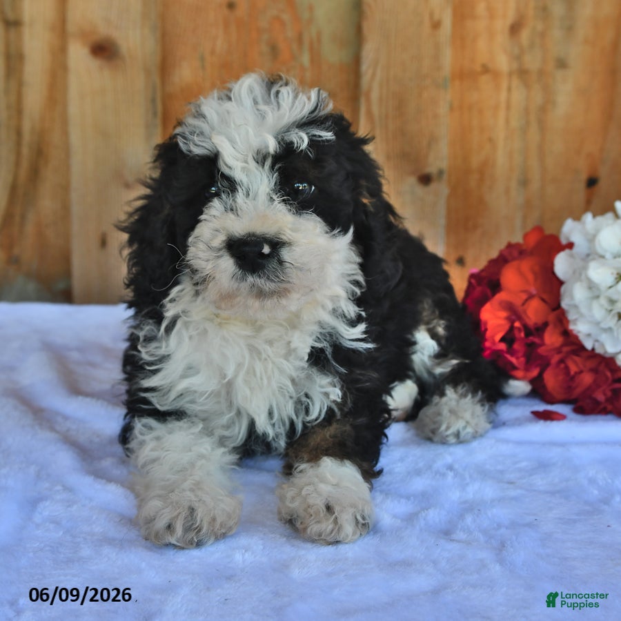 Bernedoodle dogs Donny - Ad 2