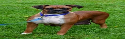 Boxer dogs for sale: Sam - Ad 11