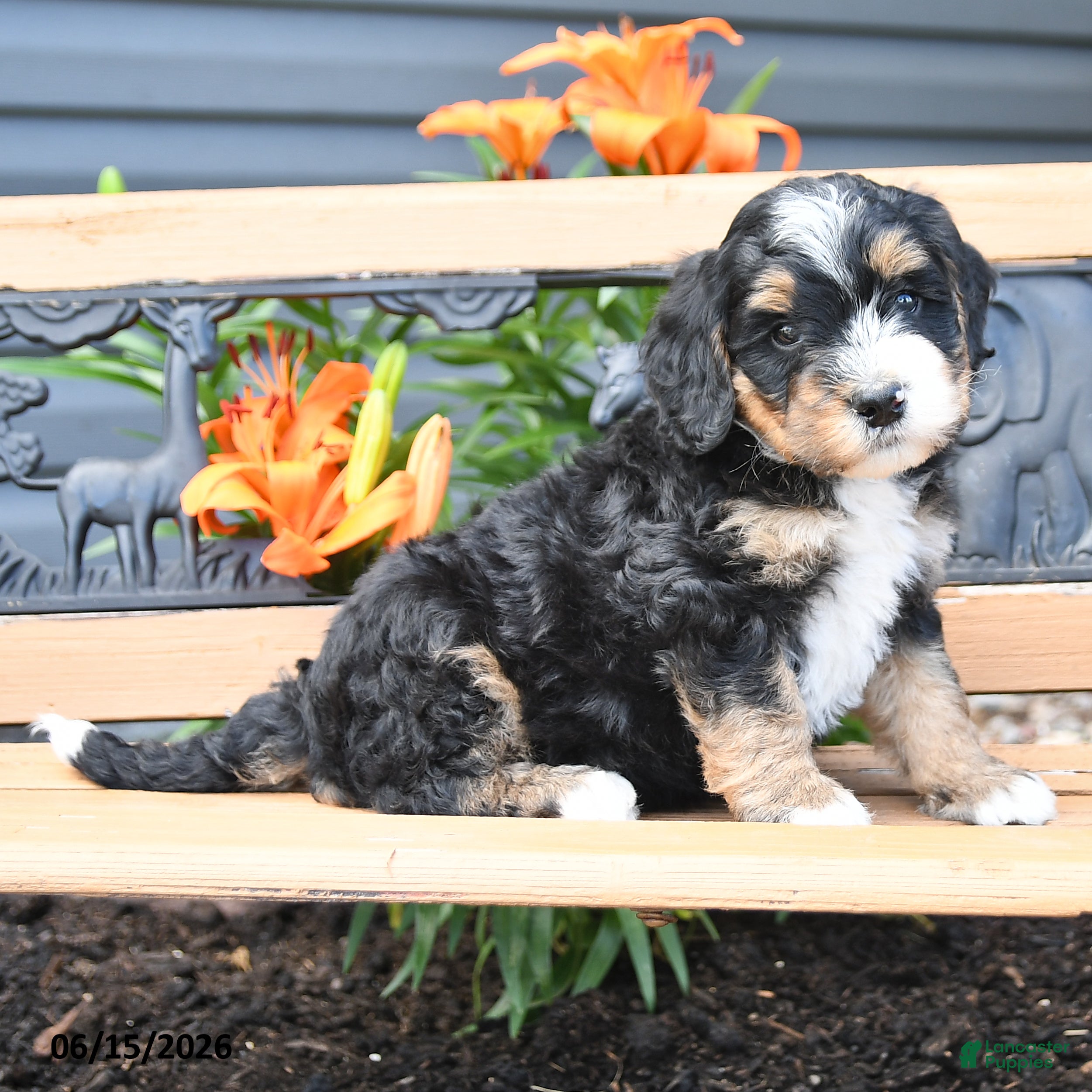 Bernedoodle dogs Mya - Ad 2