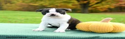 Boston Terrier dogs for sale: Nutmeg - Ad 4