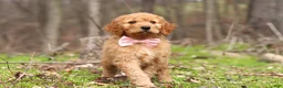 Goldendoodle dogs for sale: Noelle - Ad 6