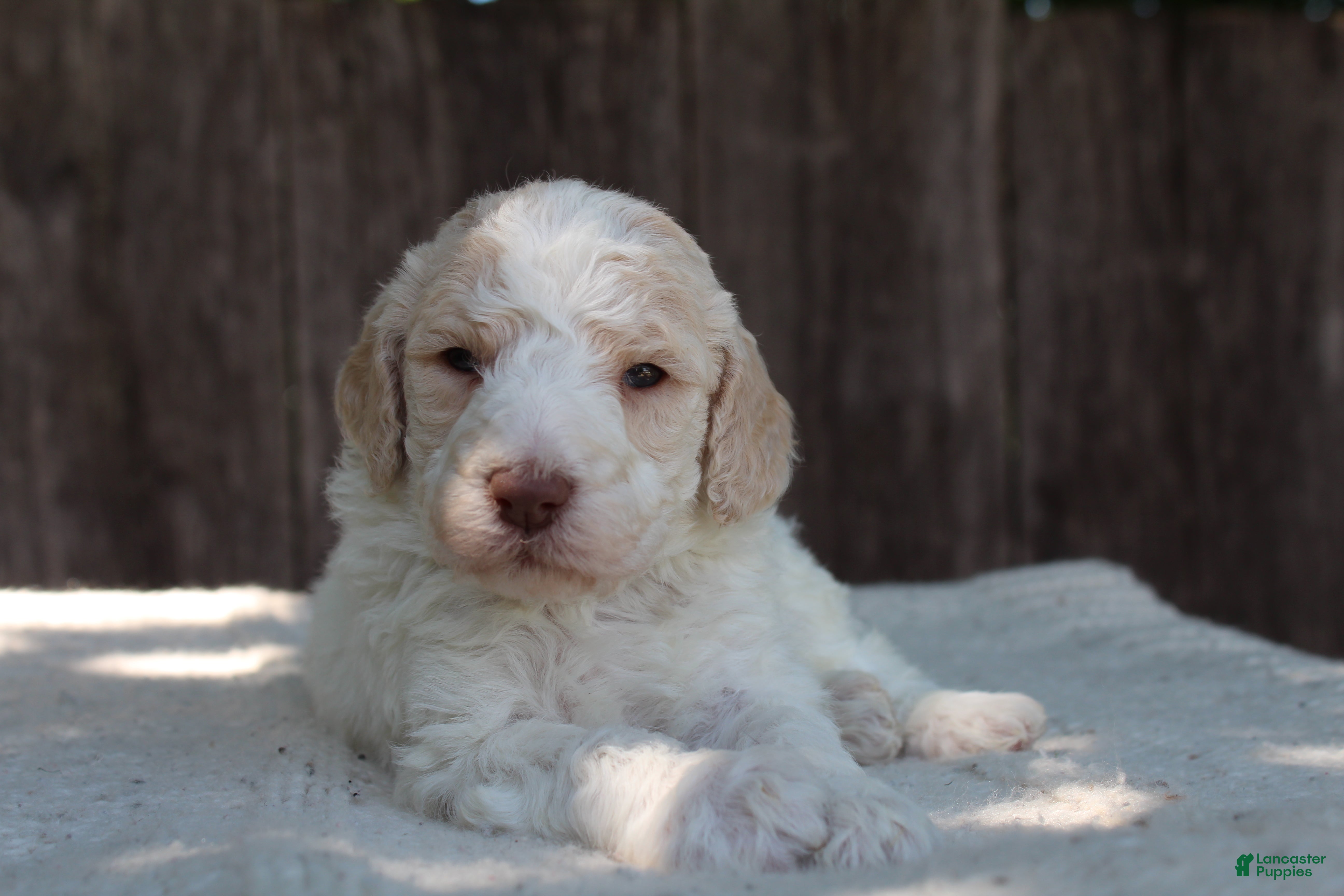 Standard Poodle dogs for sale: Pebble AKC Standard Poodle - Ad 5